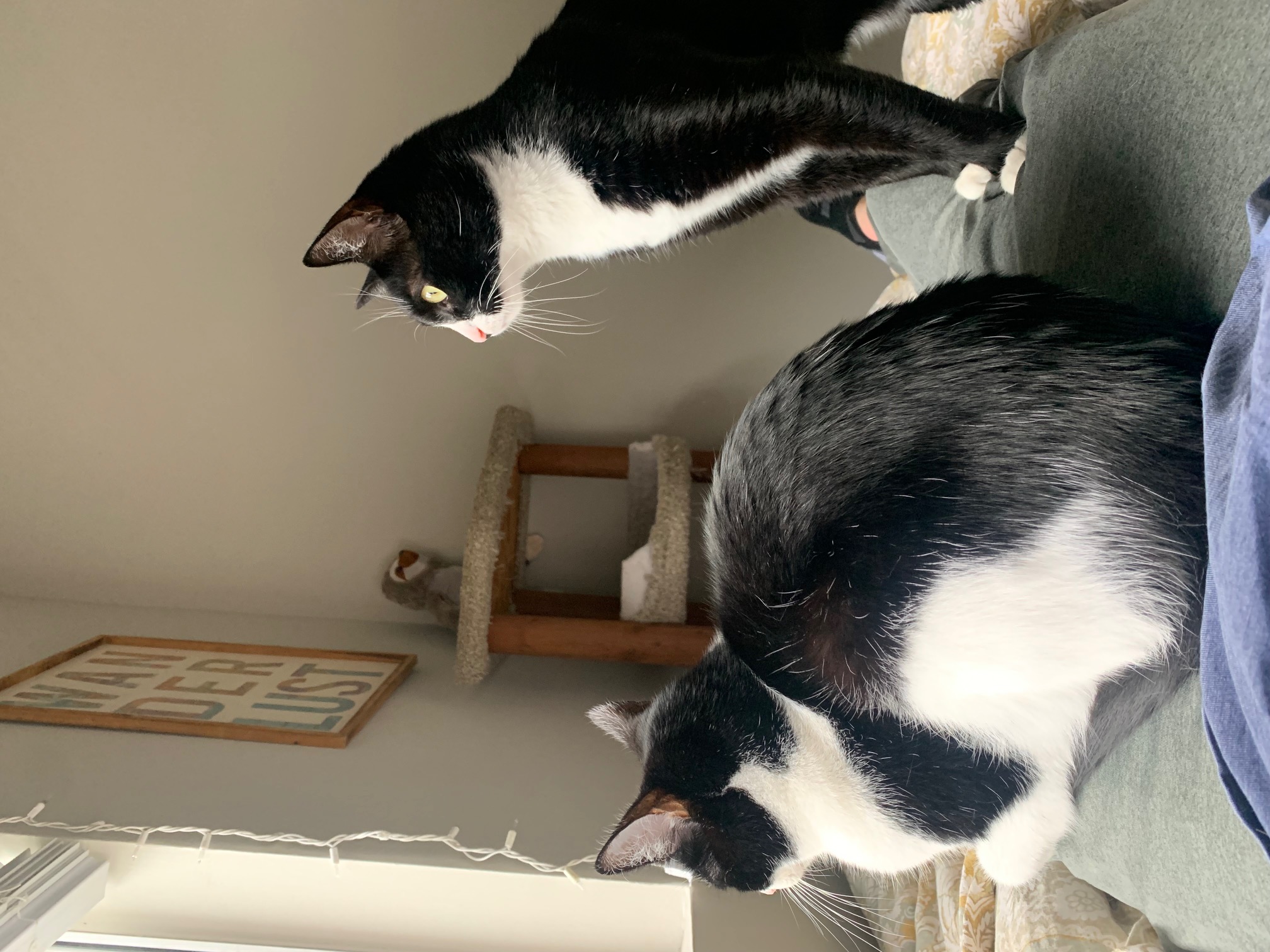 Cats
