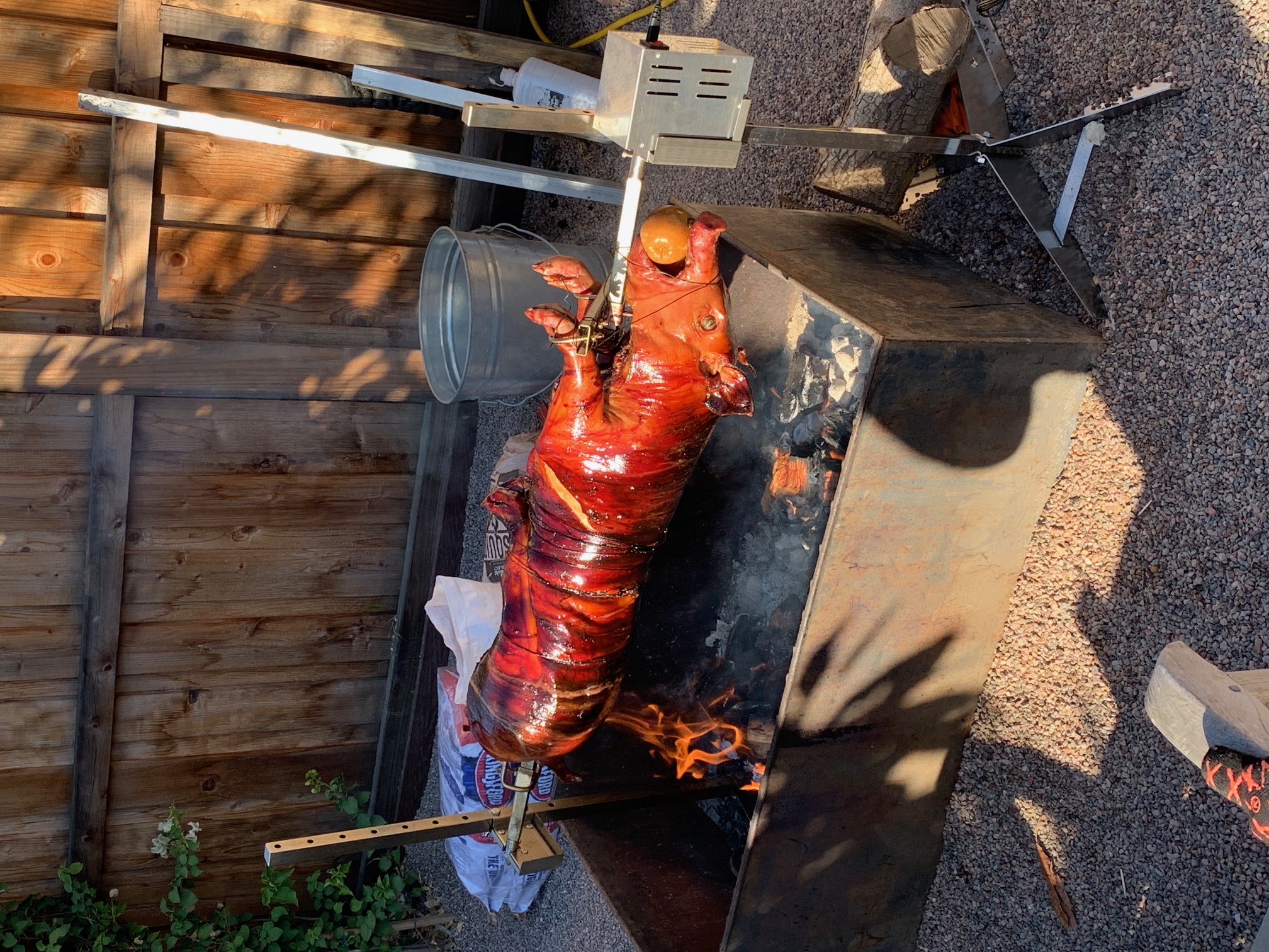 pig
